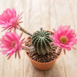 cactus-que-florecen-en-otono