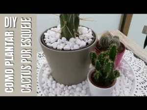 como-plantar-un-cactus-sin-raiz
