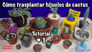 como-sembrar-un-hijo-de-cactus