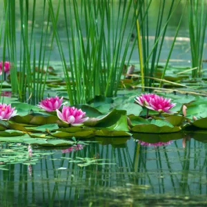 flores-que-nacen-en-el-agua
