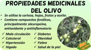 para-que-sirve-el-olivo