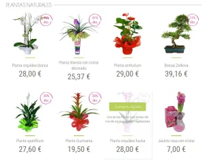 por-que-regalar-plantas