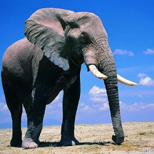 que-caracteristicas-tiene-un-elefante